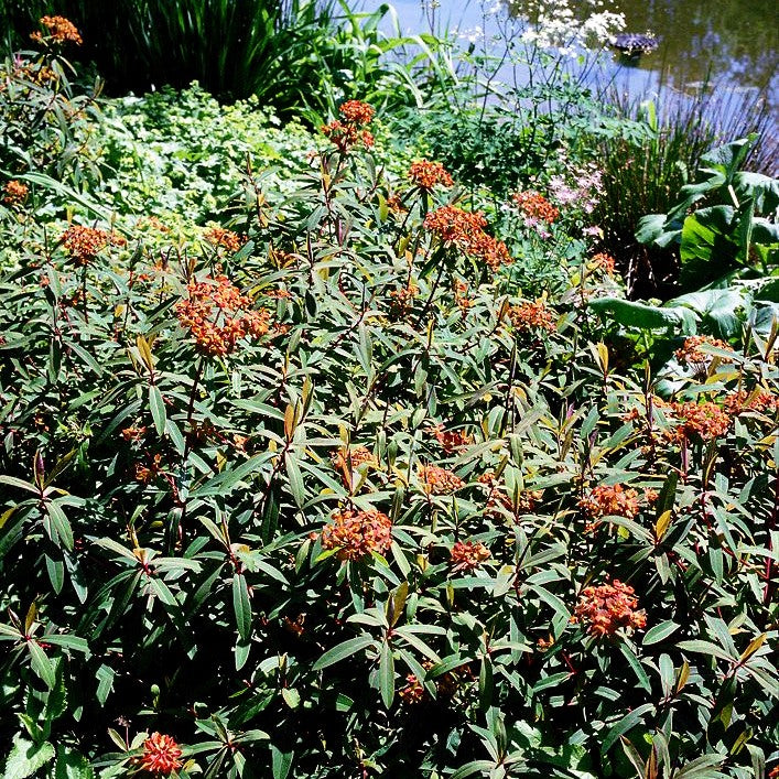Himalaya-Wolfsmilch 'Fireglow' (Euphorbia griffithii)