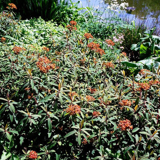 Himalaya-Wolfsmilch 'Fireglow' (Euphorbia griffithii)