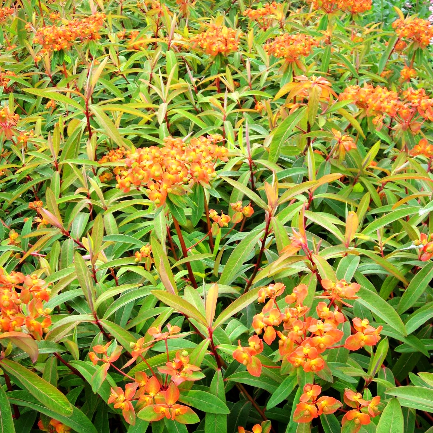 Himalaya-Wolfsmilch 'Fireglow' (Euphorbia griffithii)