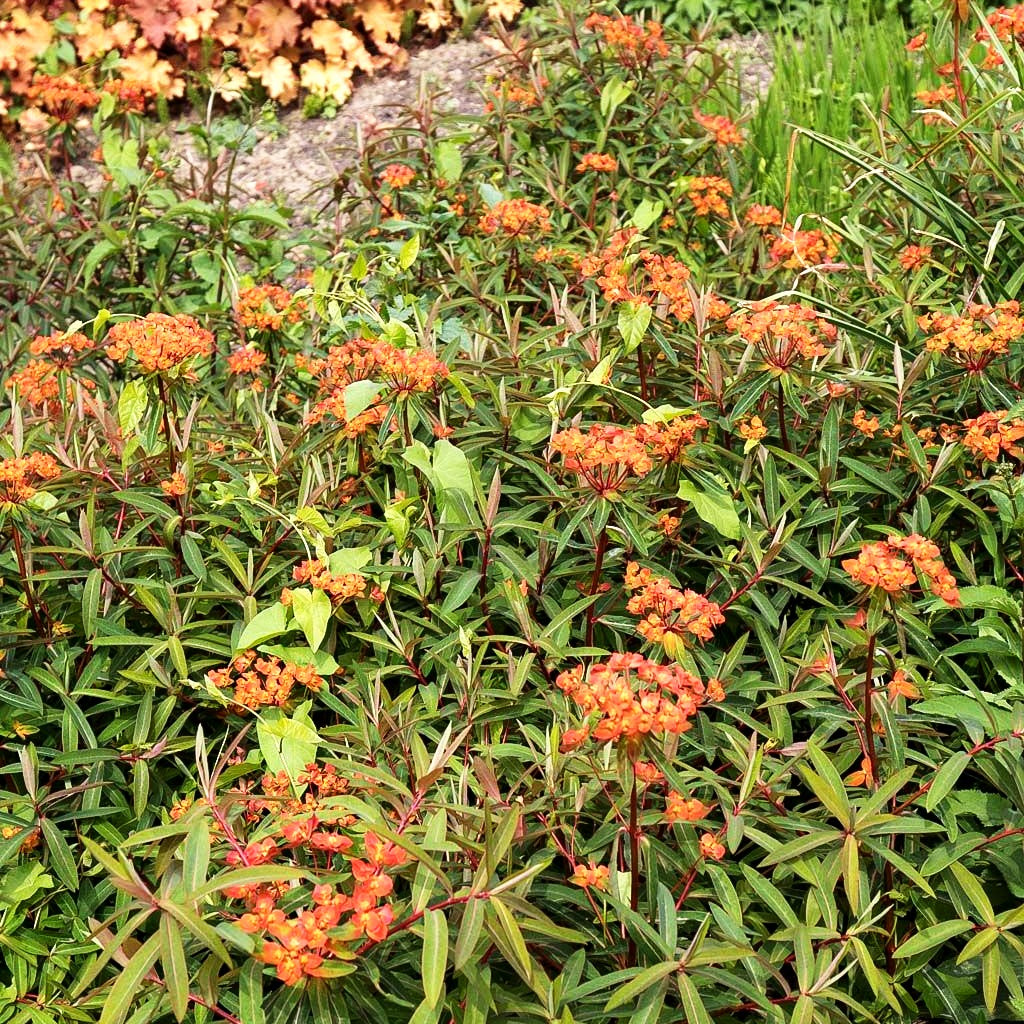 Himalaya-Wolfsmilch 'Fireglow' (Euphorbia griffithii)
