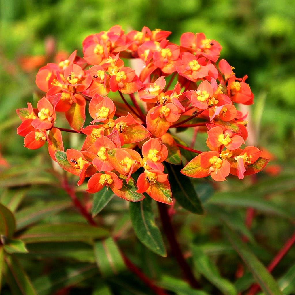 Himalaya-Wolfsmilch 'Fireglow' (Euphorbia griffithii)