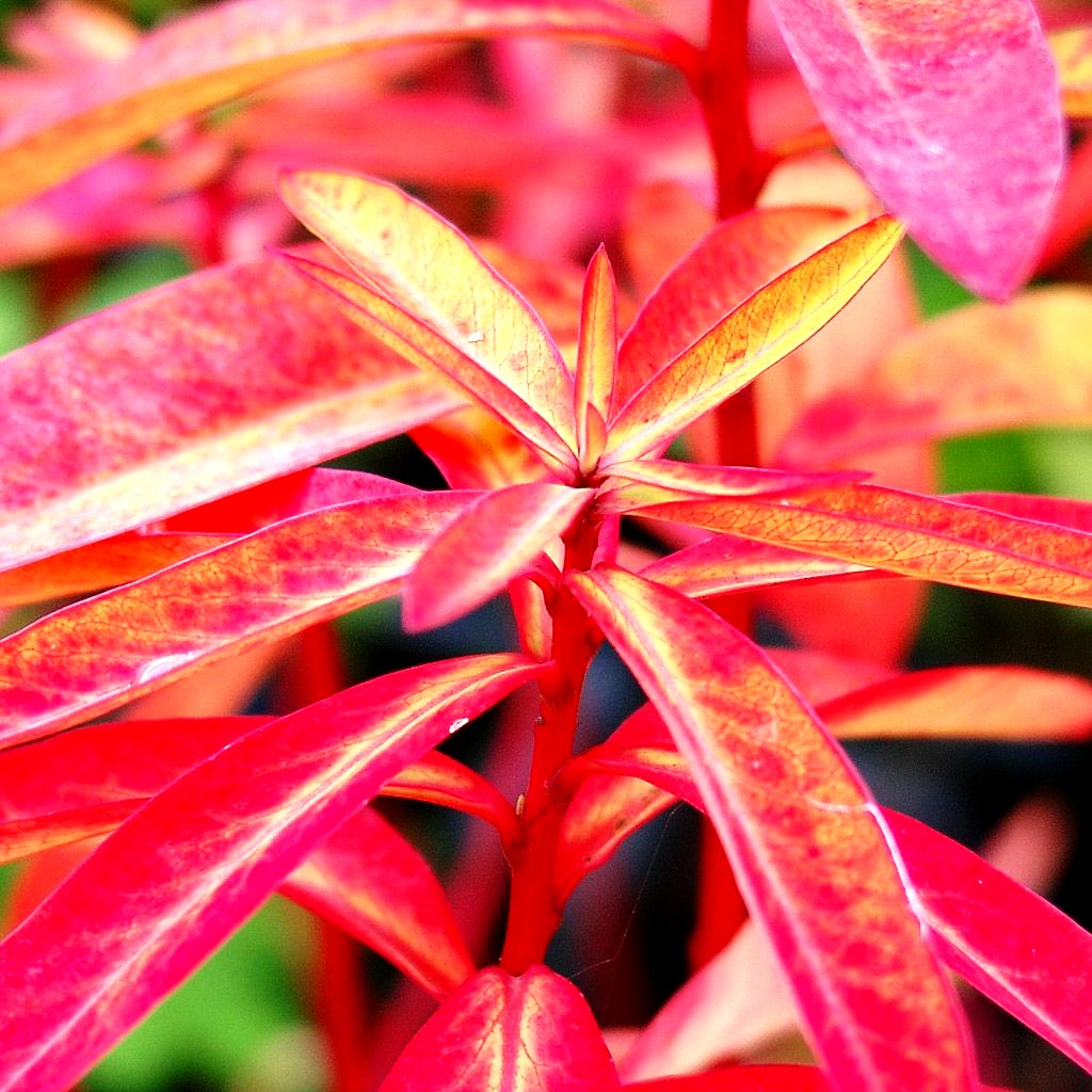 Himalaya-Wolfsmilch 'Fireglow' (Euphorbia griffithii)