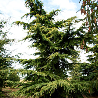 Himalaya-Zeder 'Aurea' (Cedrus deodara)