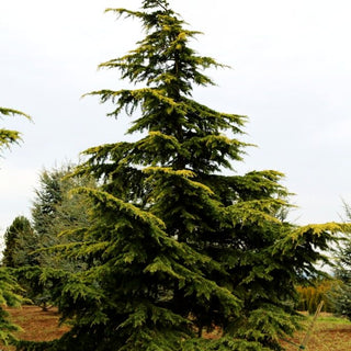Himalaya-Zeder 'Aurea' (Cedrus deodara)