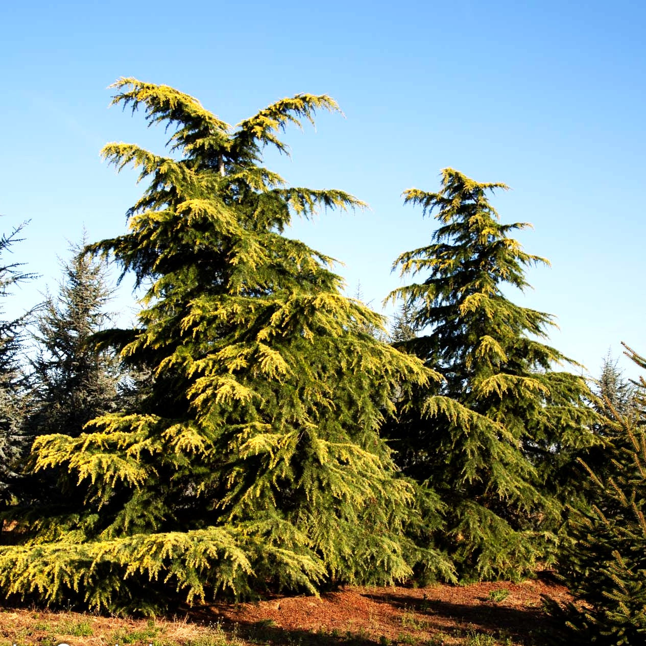 Himalaya-Zeder 'Aurea' (Cedrus deodara)