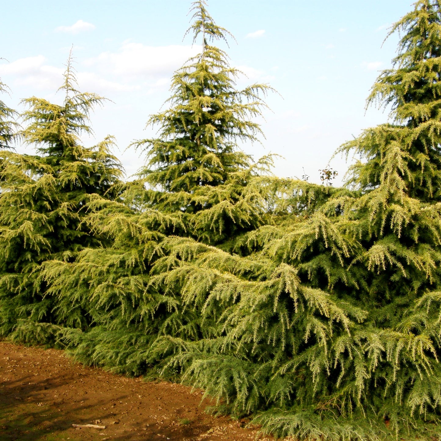 Himalaya-Zeder 'Aurea' (Cedrus deodara)