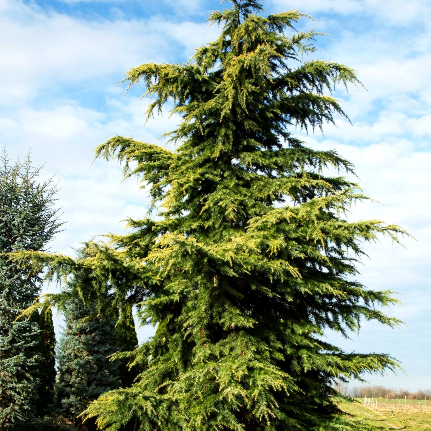 Himalaya-Zeder 'Aurea' (Cedrus deodara)