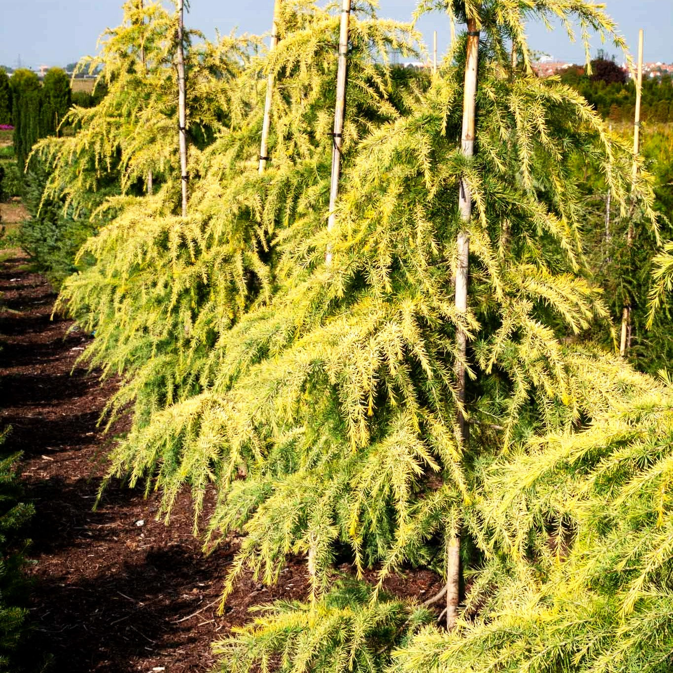Himalaya-Zeder 'Aurea' (Cedrus deodara)