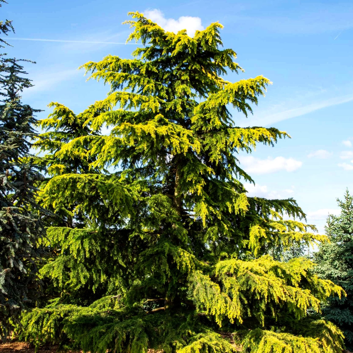 Himalaya-Zeder 'Aurea' (Cedrus deodara)