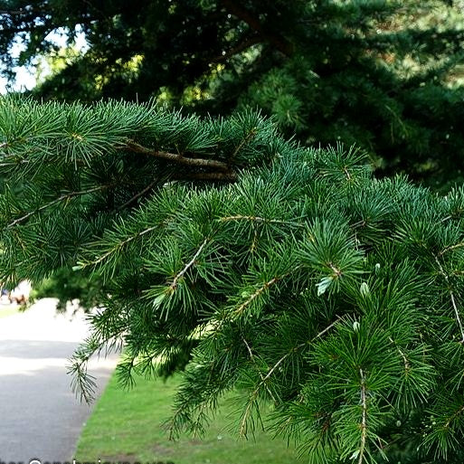 Himalaya-Zeder (Cedrus deodara)