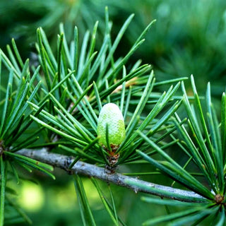 Himalaya-Zeder (Cedrus deodara)