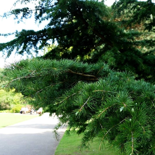 Himalaya-Zeder (Cedrus deodara)