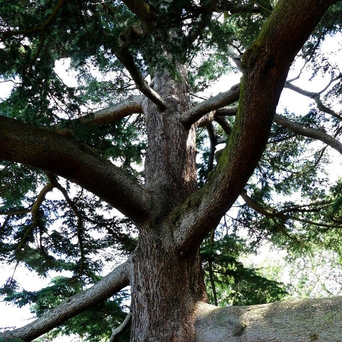 Himalaya-Zeder (Cedrus deodara)