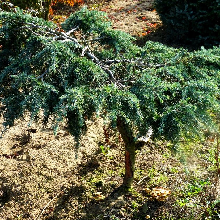 Himalaya-Zeder 'Feelin Blue' (Cedrus deodara)