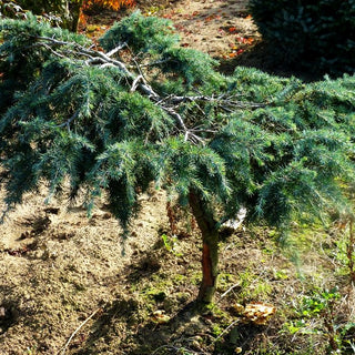 Himalaya-Zeder 'Feelin Blue' (Cedrus deodara)