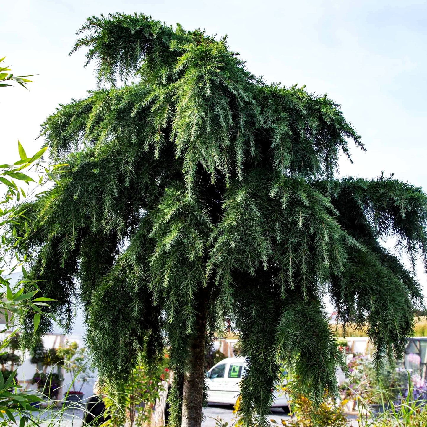Himalaya-Zeder 'Feelin Blue' (Cedrus deodara)