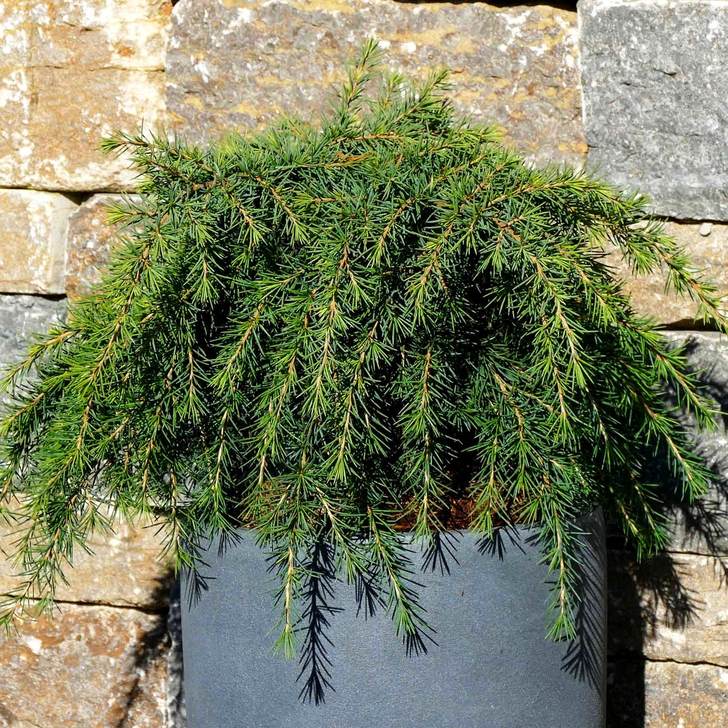Himalaya-Zeder 'Feelin Blue' (Cedrus deodara)