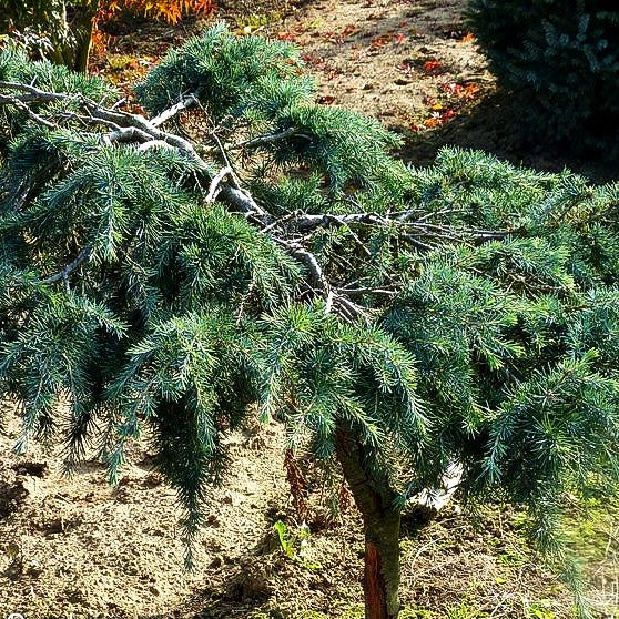 Himalaya-Zeder 'Feelin Blue' (Cedrus deodara)