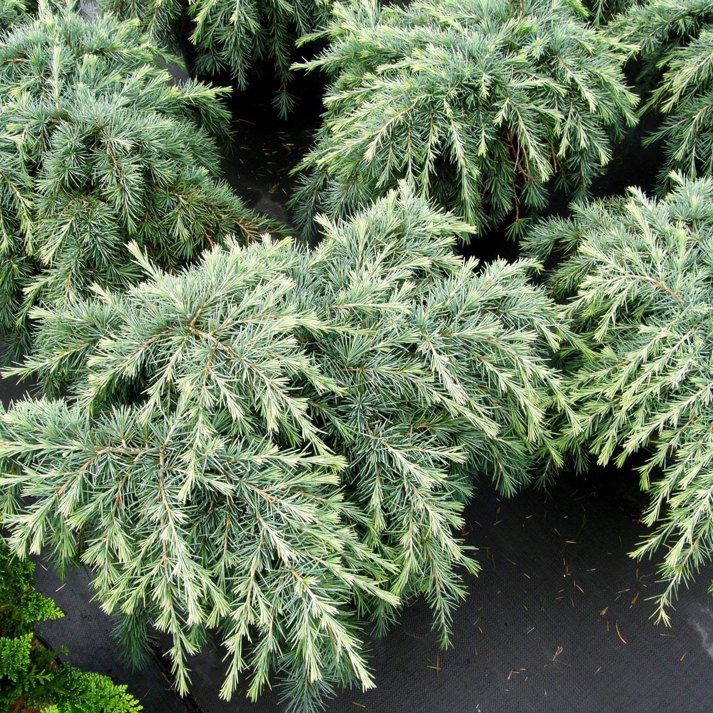 Himalaya-Zeder 'Feelin Blue' (Cedrus deodara)