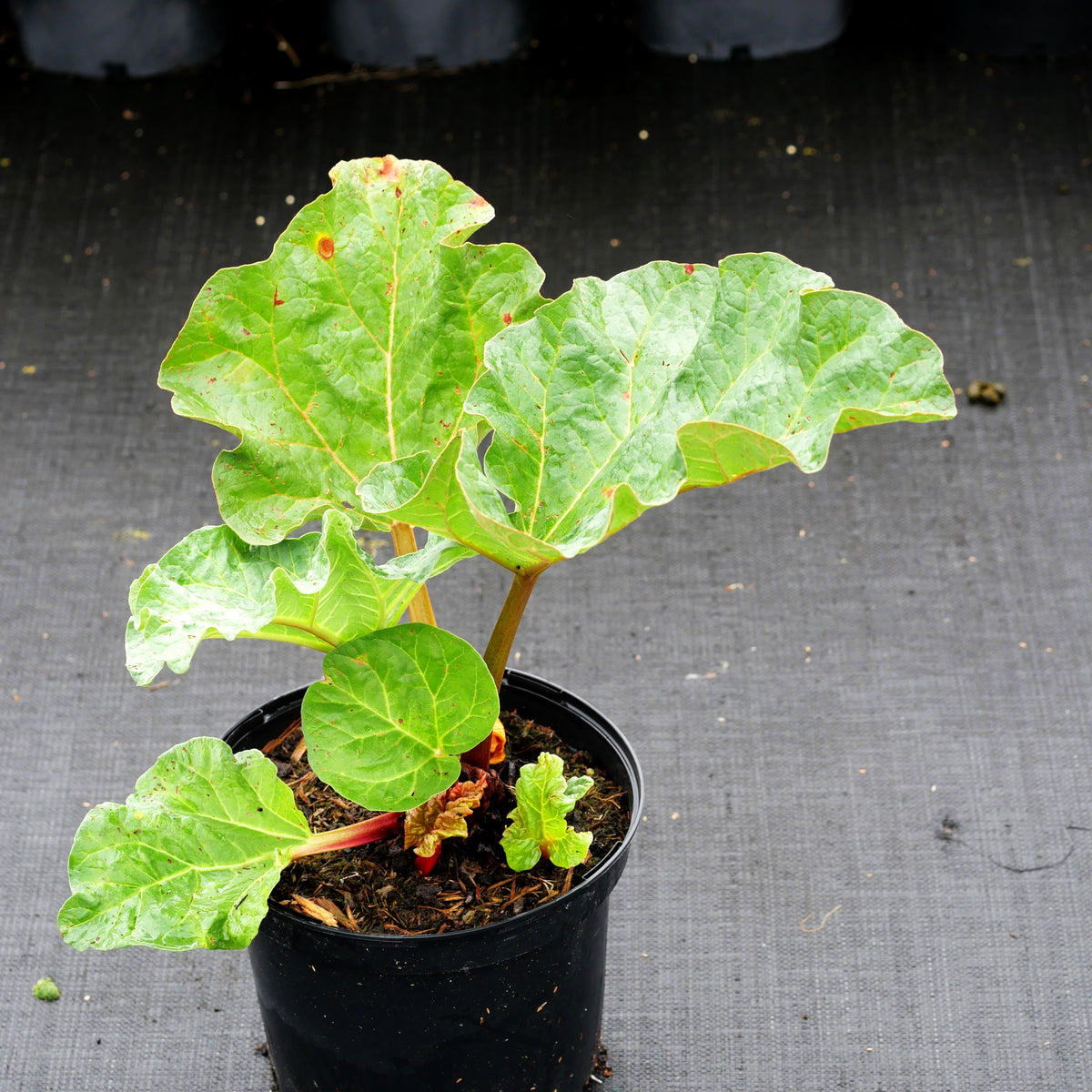 Himbeer-Rhabarber 'Frambozen Rood' (Rheum rhabarbarum)
