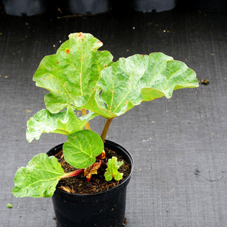 Himbeer-Rhabarber 'Frambozen Rood' (Rheum rhabarbarum)