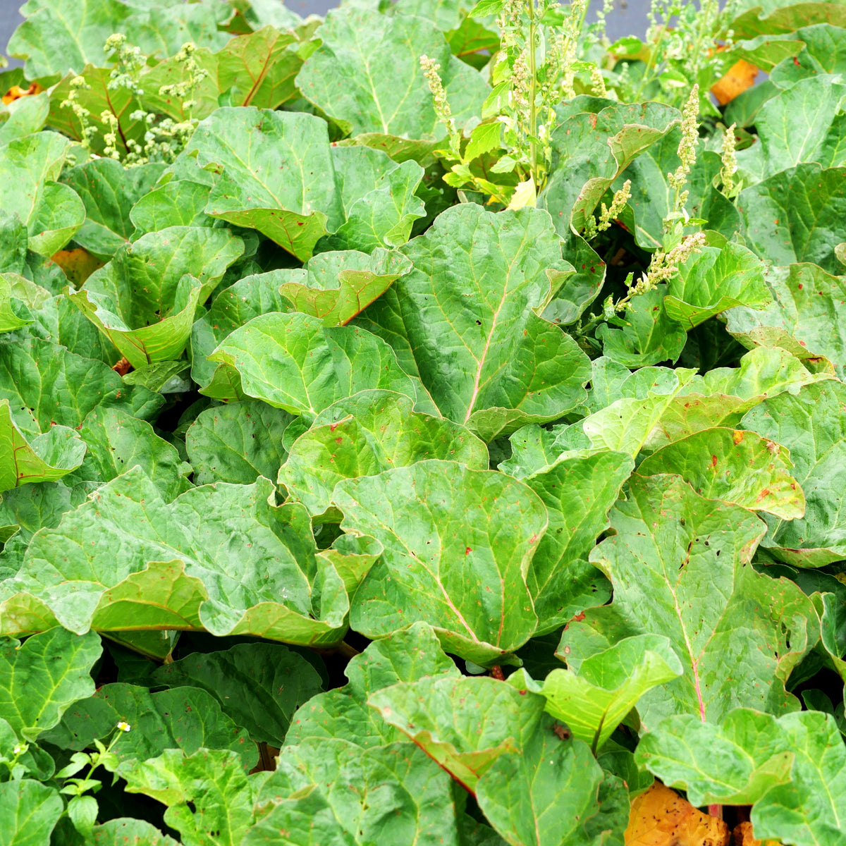 Himbeer-Rhabarber 'Frambozen Rood' (Rheum rhabarbarum)