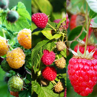 Himbeere (Rubus idaeus , Preisgr.I I)