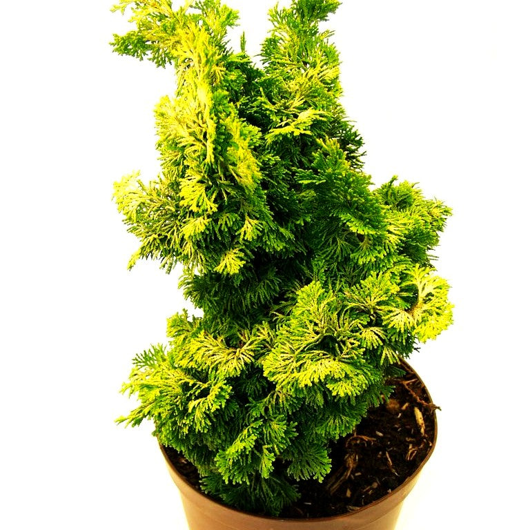 Hinoki Scheinzypresse 'Aurea' (Chamaecyparis obtusa)