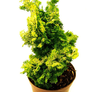 Hinoki Scheinzypresse 'Aurea' (Chamaecyparis obtusa)