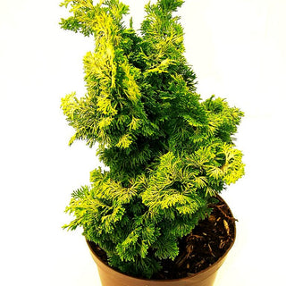 Hinoki Scheinzypresse 'Aurea' (Chamaecyparis obtusa)