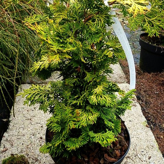 Hinoki Scheinzypresse 'Aurea' (Chamaecyparis obtusa)