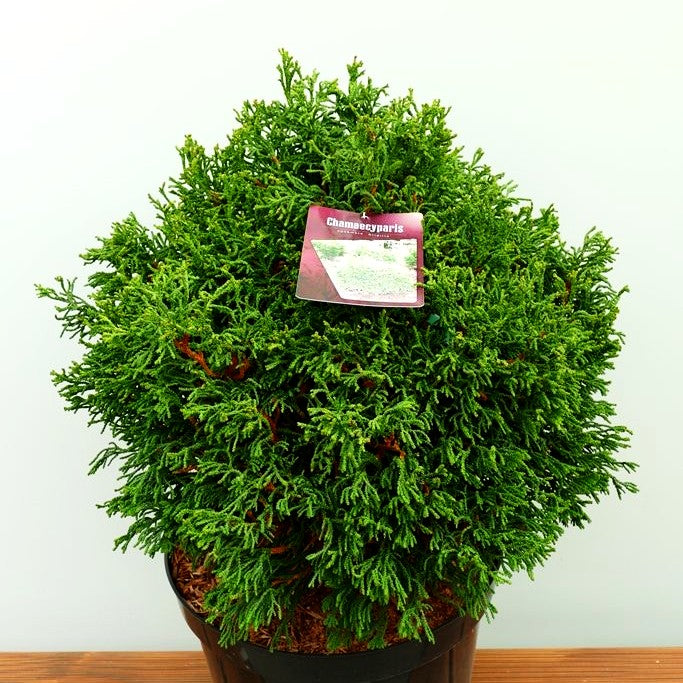 Hinoki Scheinzypresse 'Brigitte' (Chamaecyparis obtusa)