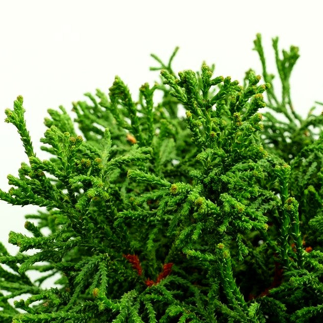 Hinoki Scheinzypresse 'Brigitte' (Chamaecyparis obtusa)