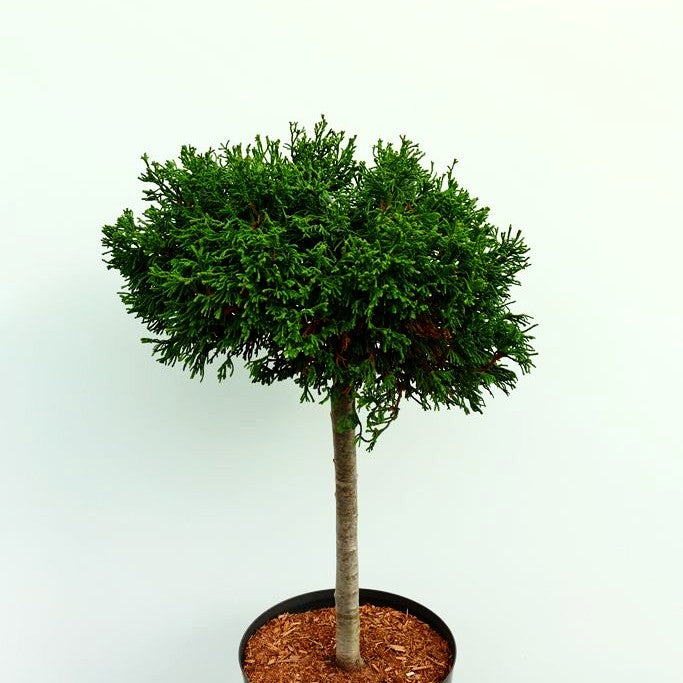 Hinoki Scheinzypresse 'Brigitte' (Chamaecyparis obtusa)