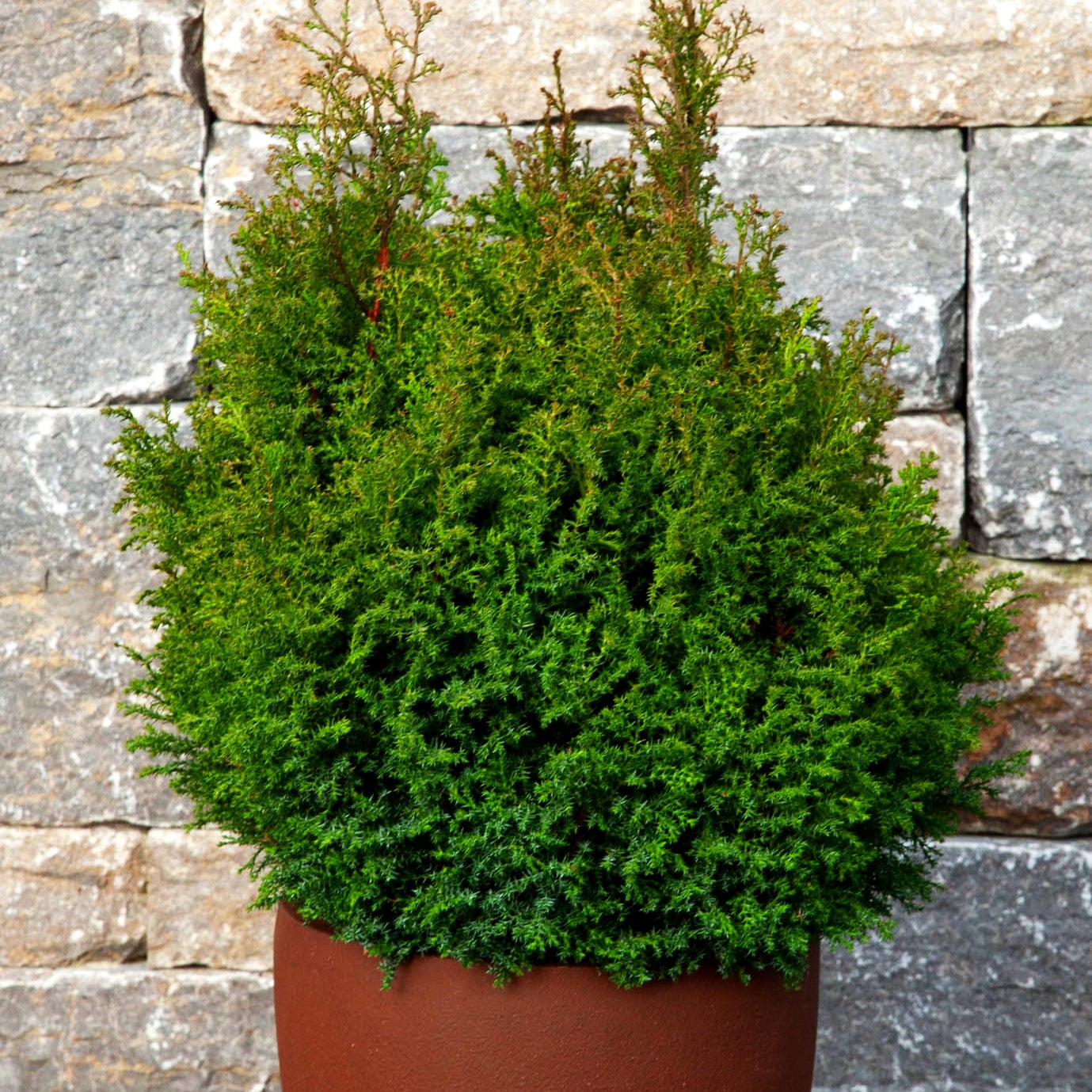 Hinoki-Scheinzypresse 'Chabo-yadori' (Chamaecyparis obtusa)