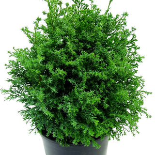 Hinoki-Scheinzypresse 'Chabo-yadori' (Chamaecyparis obtusa)
