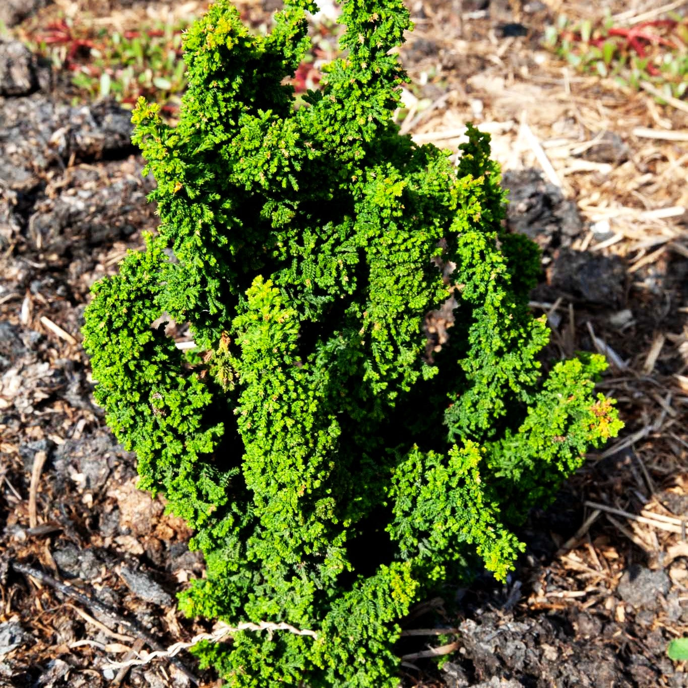 Hinoki-Scheinzypresse 'Chirimen' (Chamaecyparis obtusa)