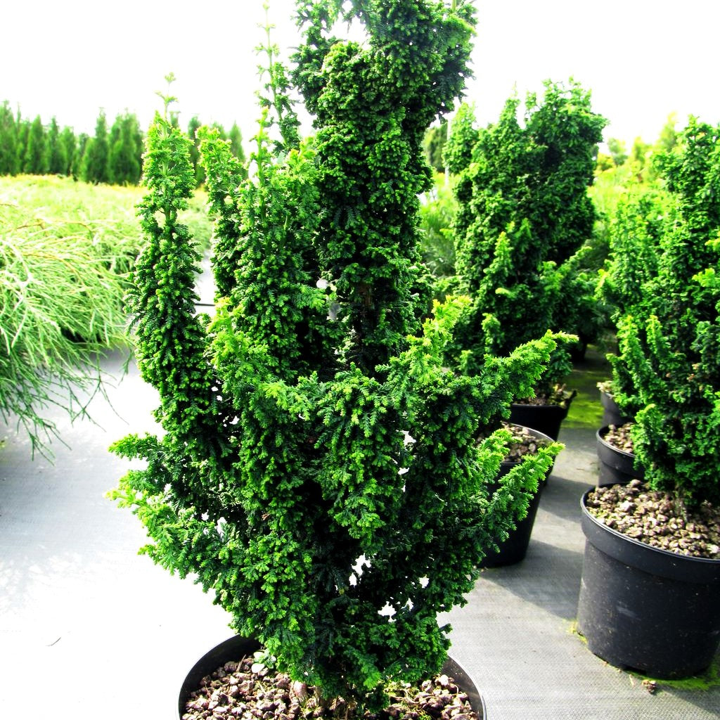 Hinoki-Scheinzypresse 'Chirimen' (Chamaecyparis obtusa)