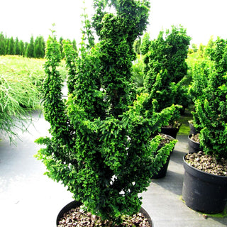 Hinoki-Scheinzypresse 'Chirimen' (Chamaecyparis obtusa)