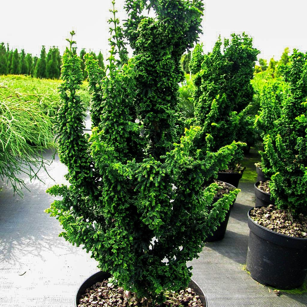 Hinoki-Scheinzypresse 'Chirimen' (Chamaecyparis obtusa)