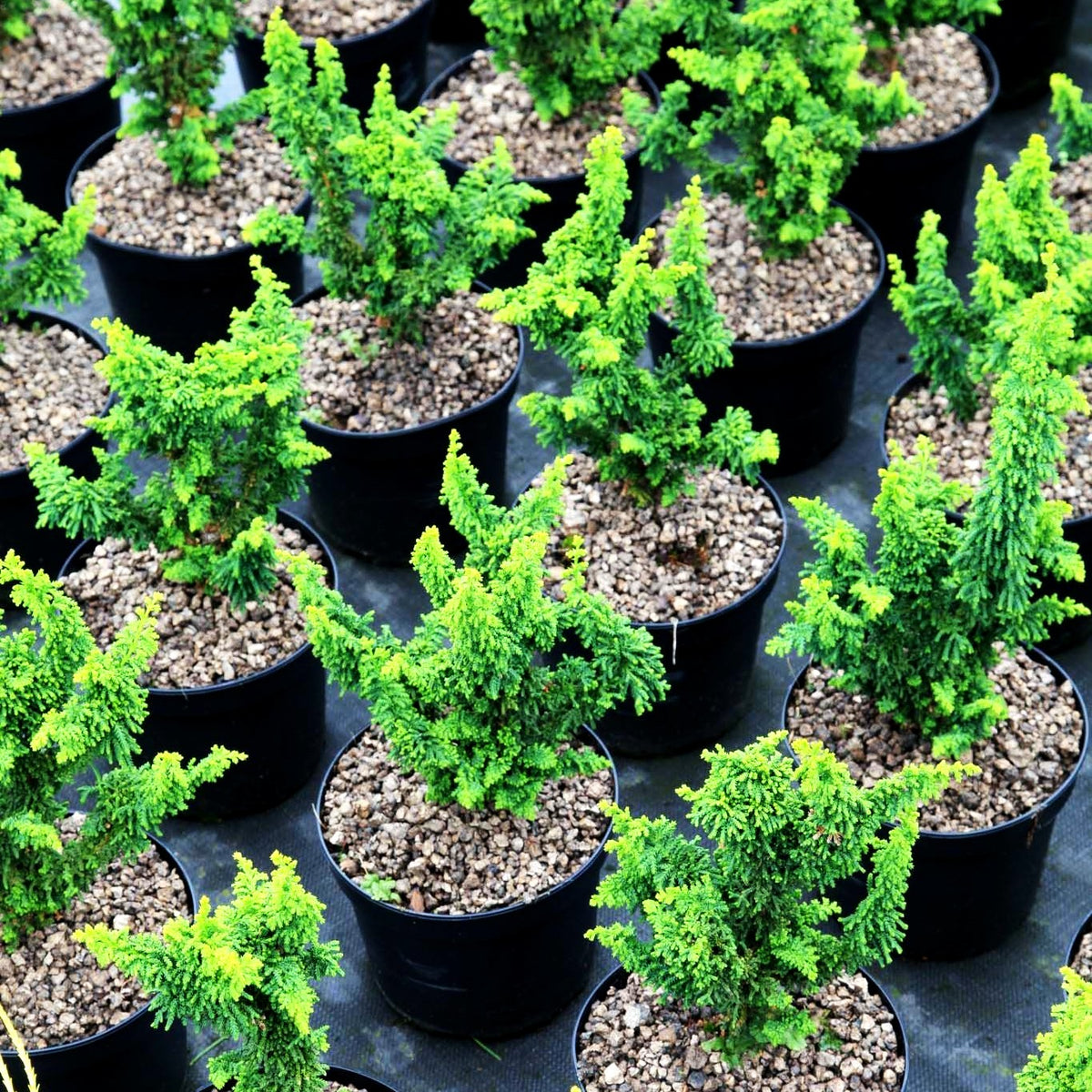 Hinoki-Scheinzypresse 'Chirimen' (Chamaecyparis obtusa)