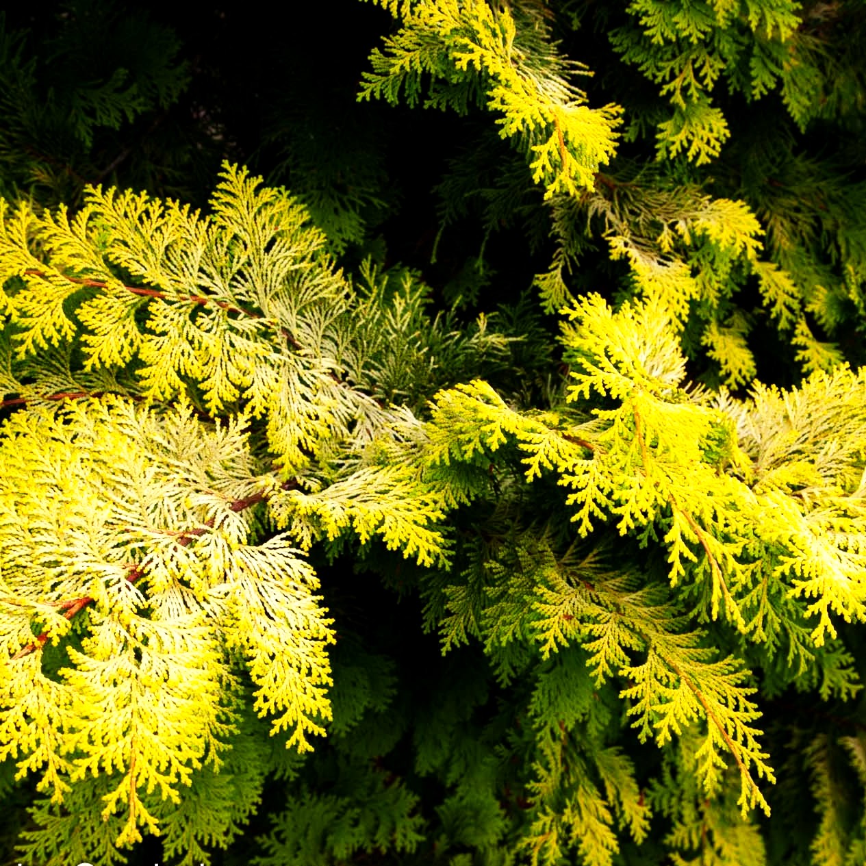 Hinoki-Scheinzypresse 'Crippsii' (Chamaecyparis obtusa)