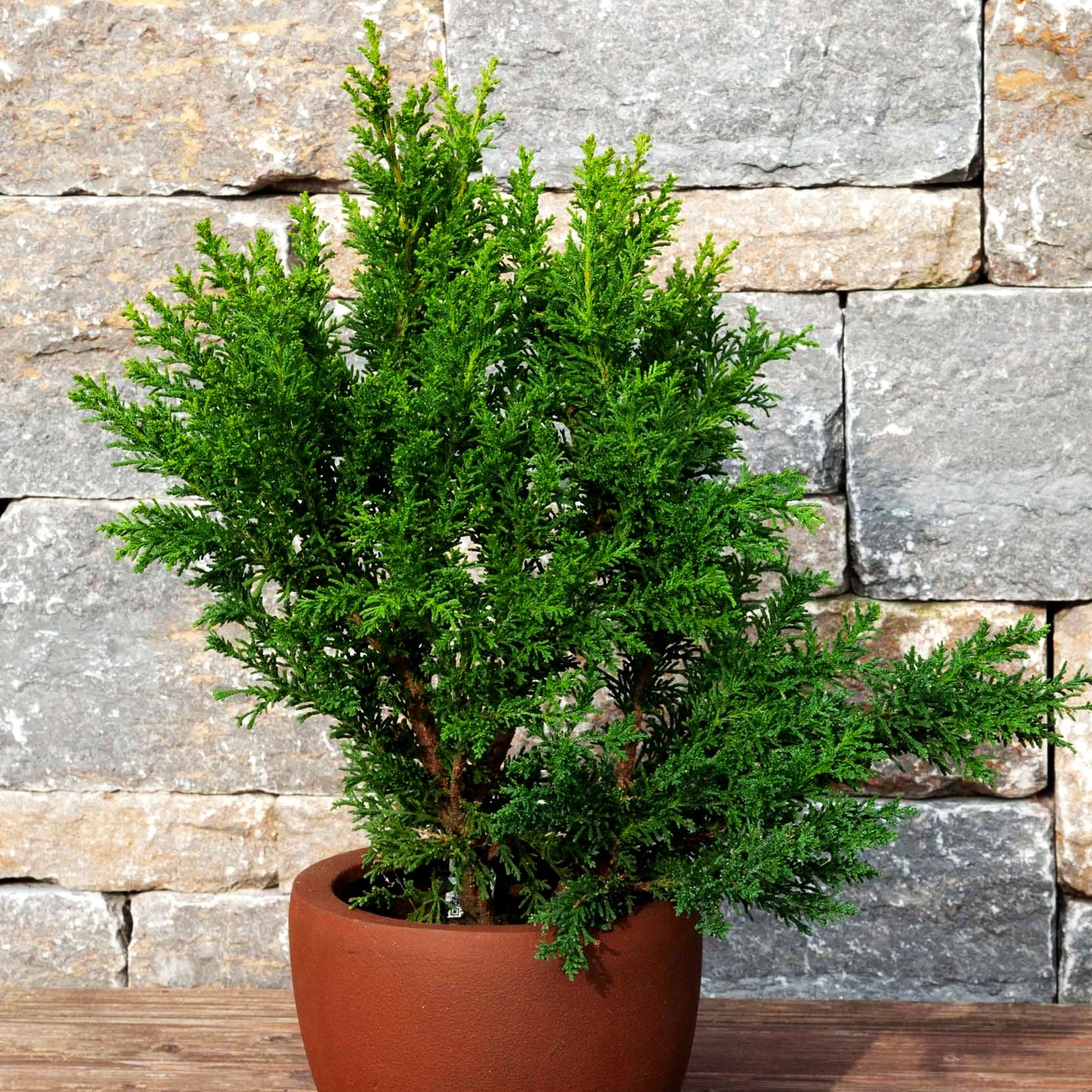 Hinoki-Scheinzypresse 'Drath' (Chamaecyparis obtusa)