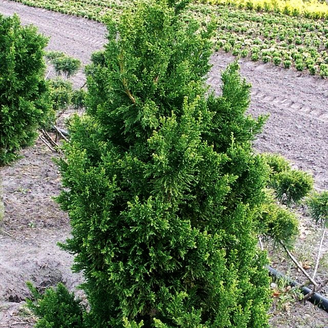Hinoki-Scheinzypresse 'Drath' (Chamaecyparis obtusa)