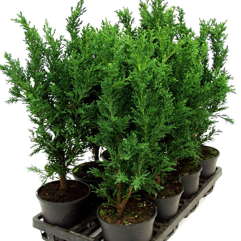 Hinoki-Scheinzypresse 'Drath' (Chamaecyparis obtusa)