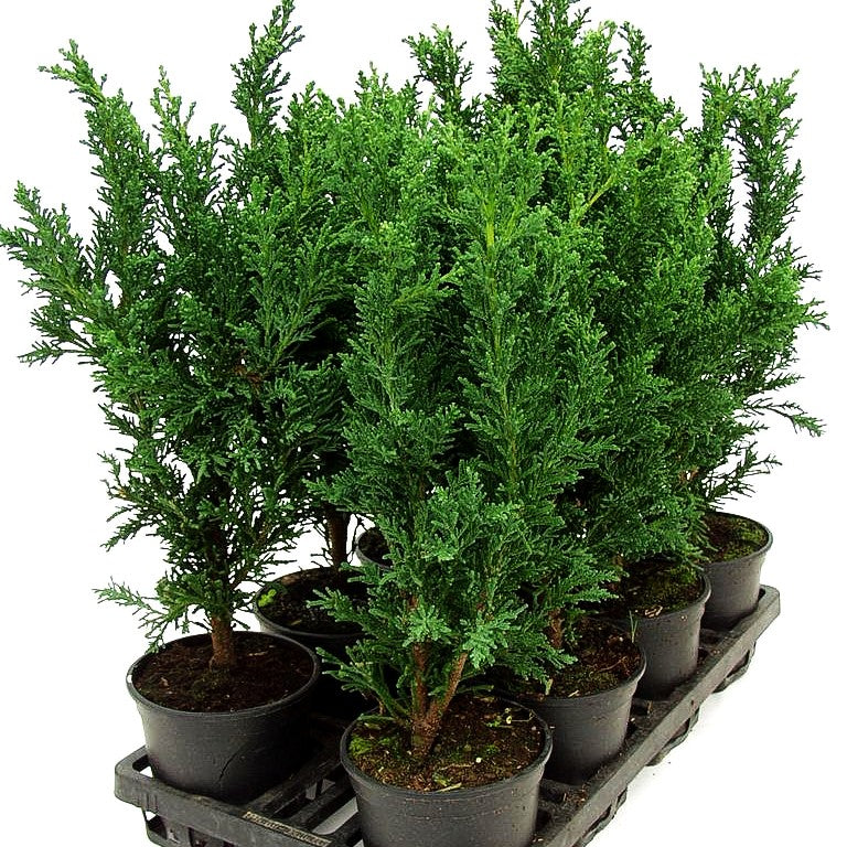 Hinoki-Scheinzypresse 'Drath' (Chamaecyparis obtusa)