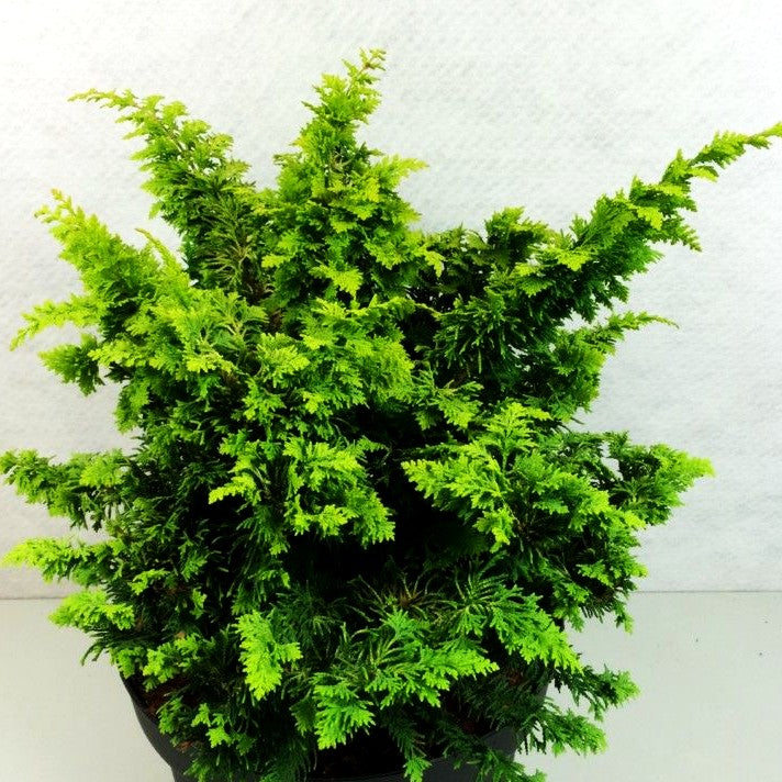 Hinoki-Scheinzypresse 'Fernspray Gold' (Chamaecyparis obtusa)