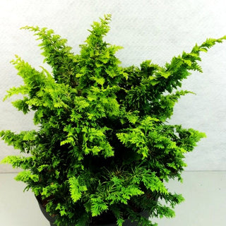 Hinoki-Scheinzypresse 'Fernspray Gold' (Chamaecyparis obtusa)
