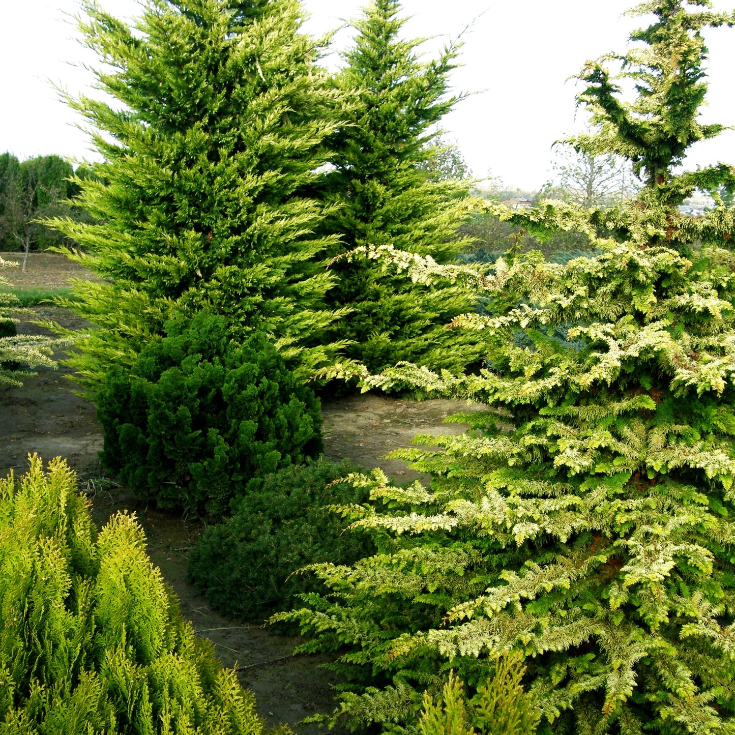 Hinoki-Scheinzypresse 'Fernspray Gold' (Chamaecyparis obtusa)