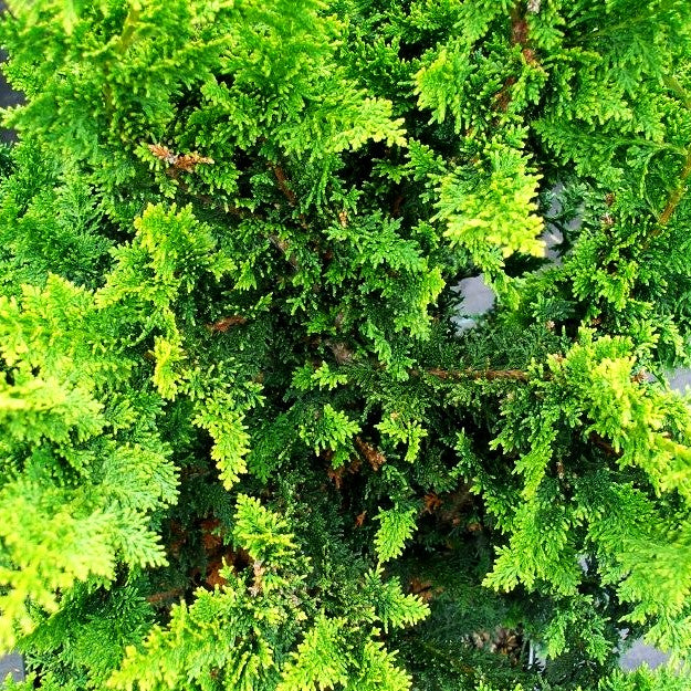 Hinoki-Scheinzypresse 'Fernspray Gold' (Chamaecyparis obtusa)